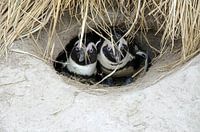 Pinguine sind kalt