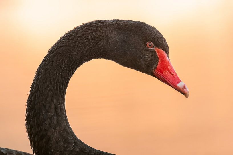 Black Swan by Photowski