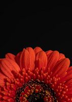 Blühende Verzauberung - Orangefarbene Gerbera