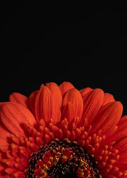 Blühende Verzauberung - Orangefarbene Gerbera
