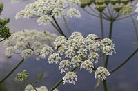 Wasps on flowers park in Lingez blessing