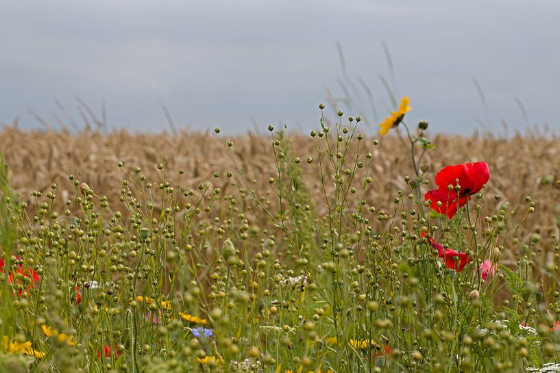 Akkerranden par W J Kok