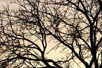 boom met prachtigen achtergrond