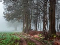 Country road in Rechteren
