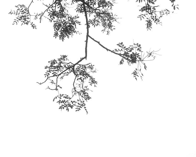 Bladeren van Johan Zwarthoed