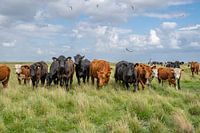 Terschelling Boschplaat nature grazers cows black angusngus