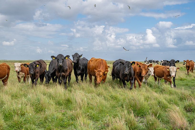 Terschelling Boschplaat nature grazers cows black angusngus by Yvonne van Driel