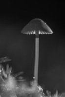 Hören Sie, ich sehe Spuren