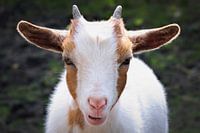 Portretfoto van een dwerggeit