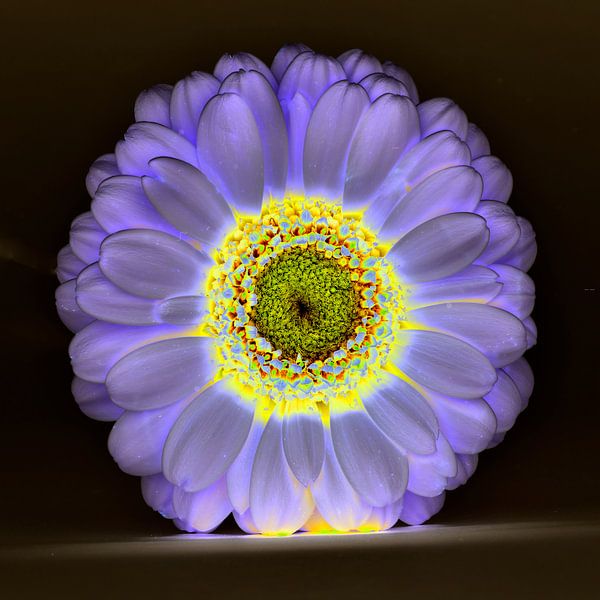 leuchtende Gerbera von Juergen Braun