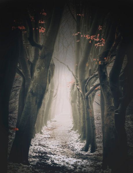 Tanzender Waldweg von Joost Lagerweij