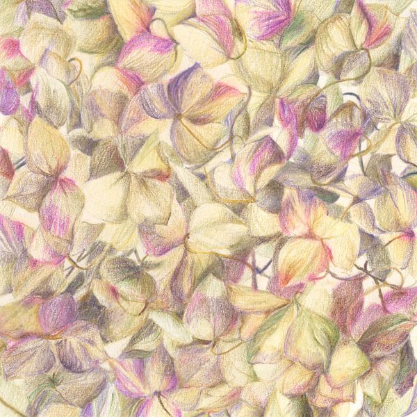 Hortensia par ART Eva Maria