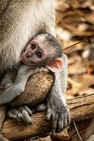 monkey victoria falls