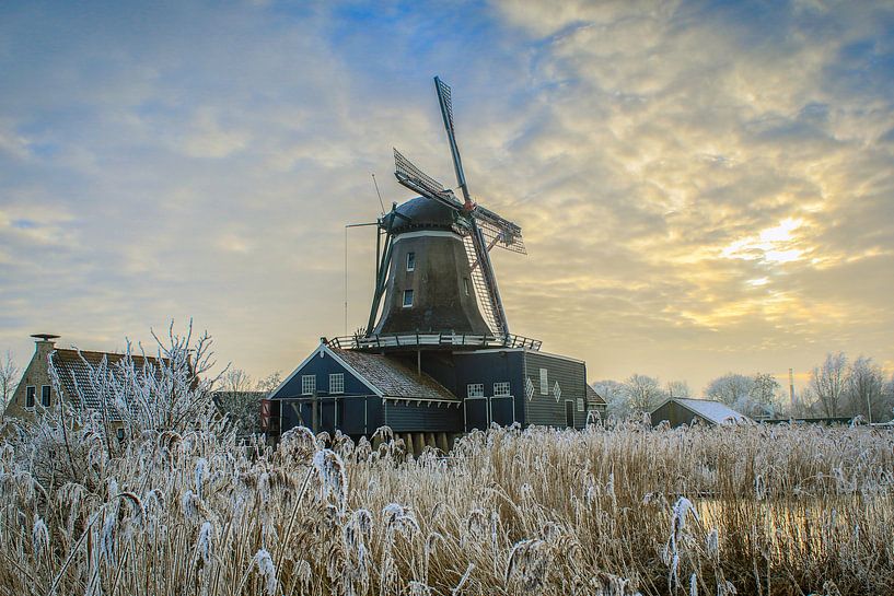 De Rat by Joost van Doorn