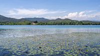 Water lilies and church of Porqueres