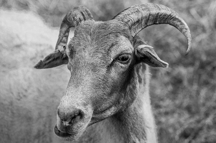 Drents heideschaap par Roel Van Cauwenberghe