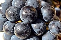 Blaue Weintrauben nach einem Regen