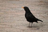 Vogel zwarte merel (mannetje)