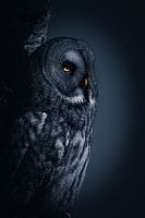 Schöner Lapplandkauz