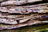 Bunte Baumrinde liegend