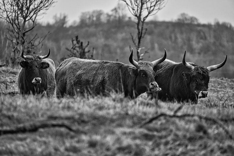 Hochlandrinder auf einer Wiese, in Schwarz weiß von Martin Köbsch