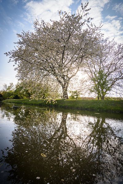 A colourful tree full of blossoms in spring by Michel Geluk