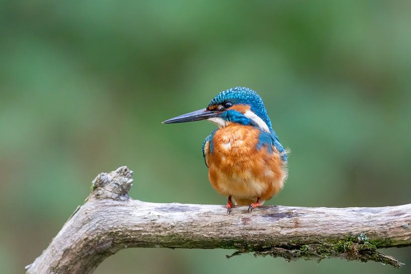 Martin-pêcheur d'Europe (Alcedo atthis) par Dirk Rüter
