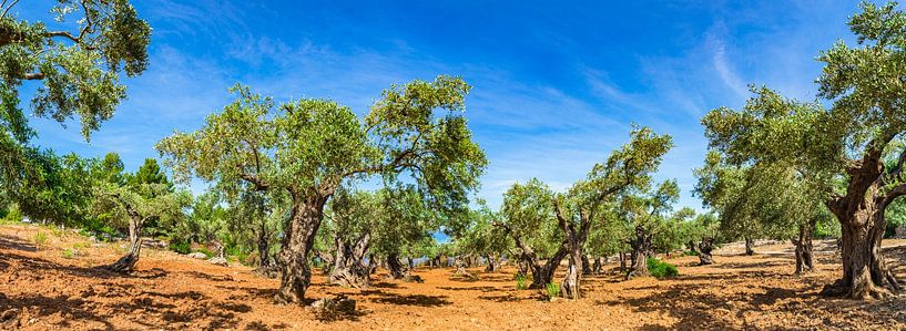 Plantation agricole d'oliviers sur fond de ciel bleu ensoleillé par Alex Winter