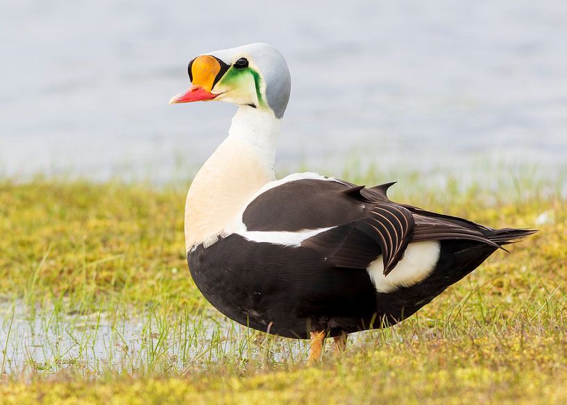 Ein hübscher männlicher Prachteiderente von Lennart Verheuvel