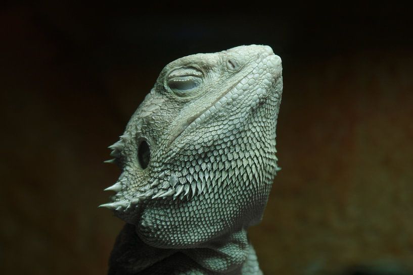 Caméléon à barbe - Pogona par Ingo Rasch