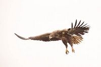 Eagle with unfolding wings on a neutral background (bird of prey)