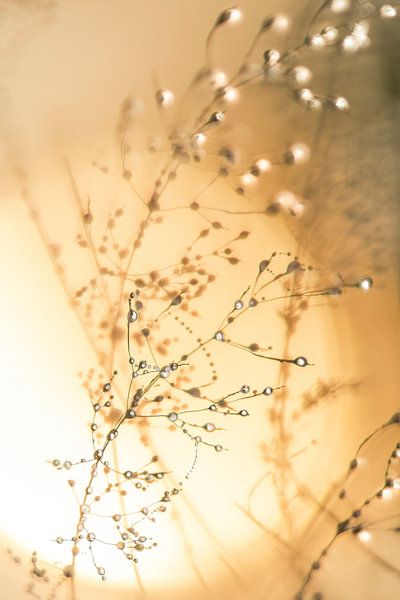 Here comes the sun 1 by Pieter van Roijen