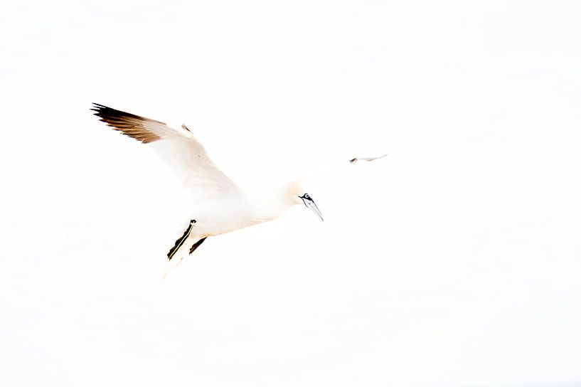 Jan van Gent van Job IJlstra