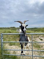Geiten en bokken in de duinen