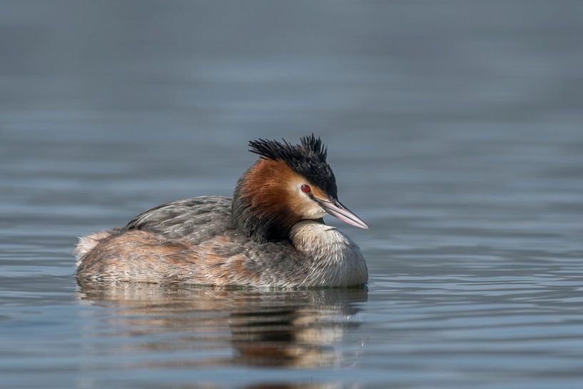 Fuut op de Gavers in Geraardsbergen von Sven Scraeyen