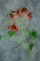 Flower frozen or not 5