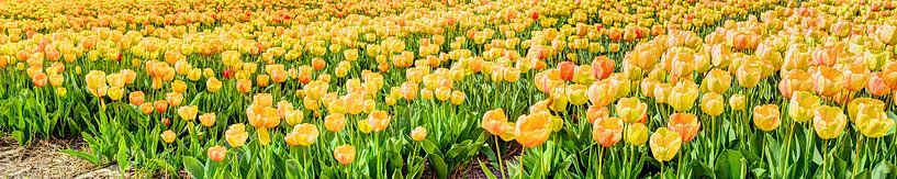 Bollenveld Panorama Bollenstreek Nederland 5:1 par Hendrik-Jan Kornelis