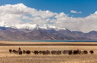 Troupeau de yaks au lac Karakul au Tadjikistan
