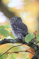 Hibou pygmée d'Eurasie, Alpes de Swabie,Bade-Wurtemberg, Allemagne