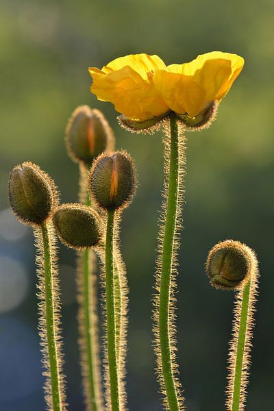 Gelbe Mohnblumen im Gegenlicht von Violetta Honkisz