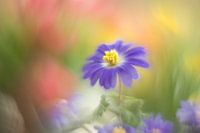 Anemone Blanda