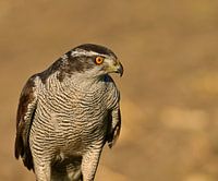 Habicht-Porträt
