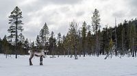 Renne dans les forêts finlandaises enneigées.2