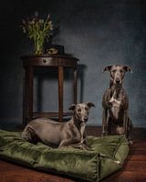 Sighthounds in style