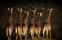 Les girafes en mouvement