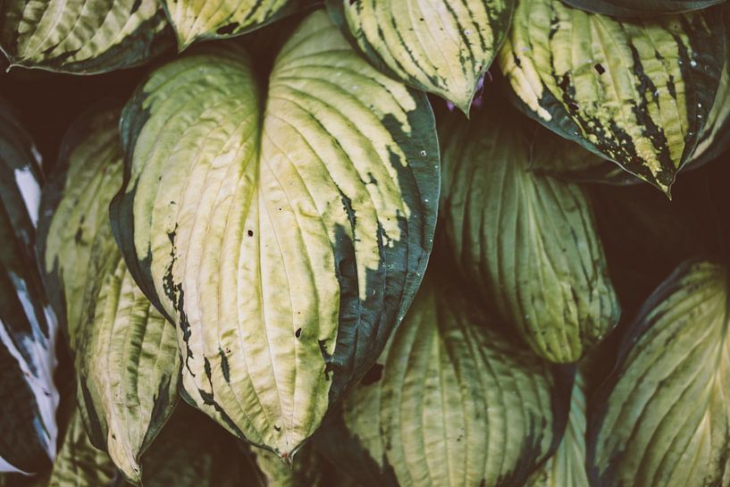 Green Leaf by Patrycja Polechonska