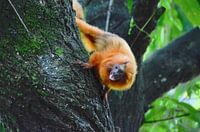 Golden lion monkey scream