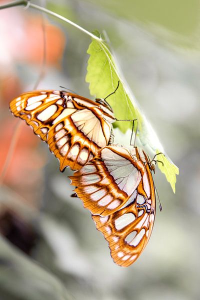 Schmetterlingstanz der Liebe von Nicole Schmidt