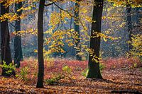 Leuchtendes Herbstlicht