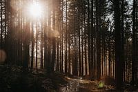 Die Sonnenstrahlen, die durch die Bäume scheinen | Die Ardennen